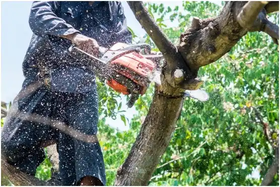 tree services Sedro-Woolley